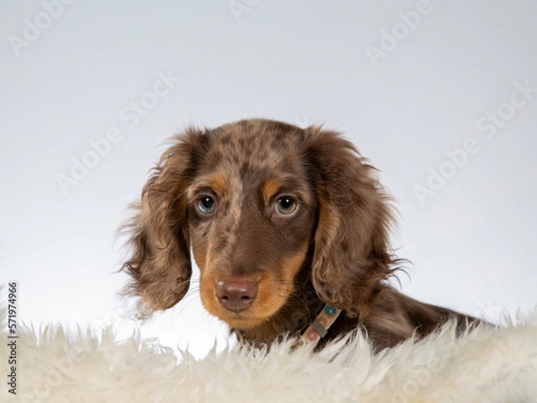 Fototapeta 13 weeks old puppy dachshund dog posing in studio with white background, isolated on white. Adorable puppy.