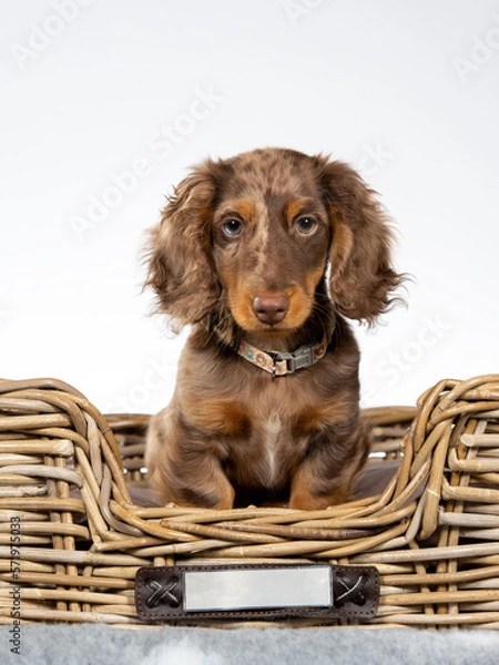 Obraz 13 weeks old puppy dachshund dog posing in studio with white background, isolated on white. Adorable puppy.