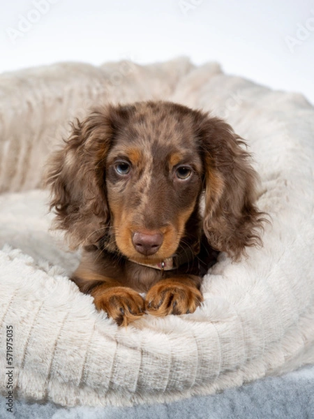 Fototapeta 13 weeks old puppy dachshund dog posing in studio with white background, isolated on white. Adorable puppy.