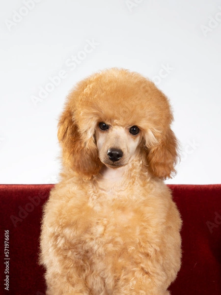 Fototapeta Poodle posing in studio with white background, apricot colored poodle isolated on white.