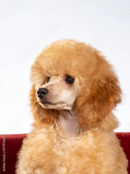 Fototapeta Poodle posing in studio with white background, apricot colored poodle isolated on white.