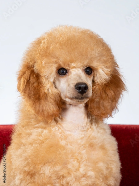 Fototapeta Poodle posing in studio with white background, apricot colored poodle isolated on white.