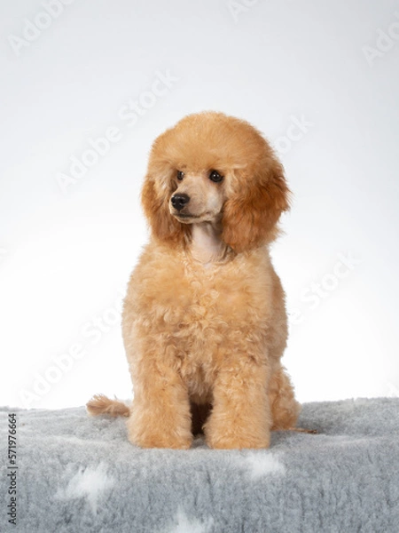 Fototapeta Poodle posing in studio with white background, apricot colored poodle isolated on white.