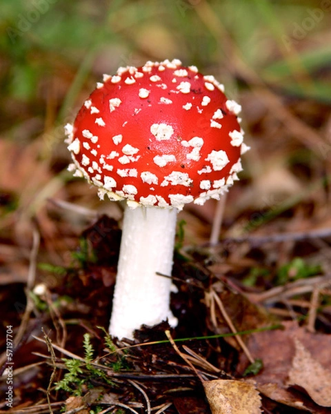 Fototapeta Toadstool poisonous mushroom in forrest