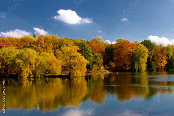 Fototapeta Yellow and red leafs on trees in autumn, october