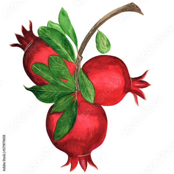 Obraz Hand-painted clip art with red pomegranates and green leaves on a tree branch. Suitable for social media posts, postcards, invitations, mobile apps, banners design and web ads, prints and more. 