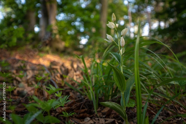 Fototapeta Rare white flowering orchid Cephalanthera damasonium, the white helleborine with a green background in a deciduous forest in Slovakia