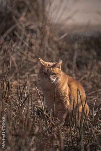Obraz Orange Tabby Cat
