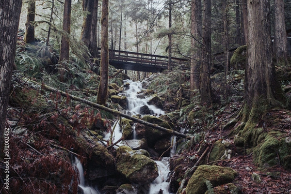 Obraz creek with bridge in pacific west coast 