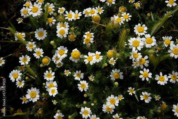 Fototapeta clump of daisies in the field