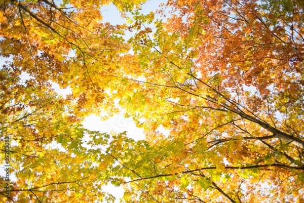 Obraz Colorful autumn