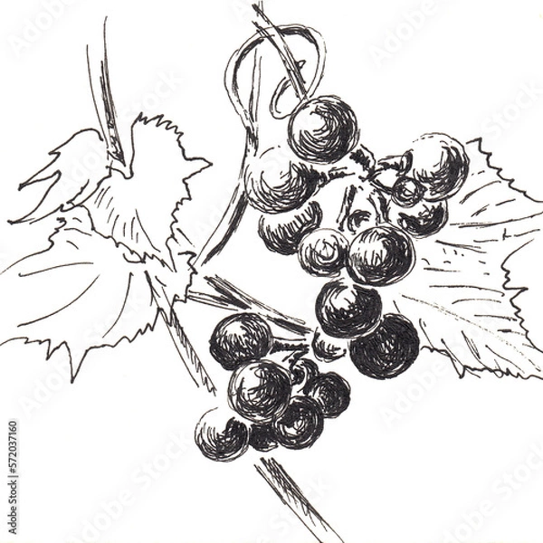 Fototapeta Bunch of grapes . Hand made sketch with black ballpoint pen on paper texture. Isolated on white