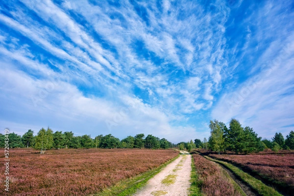 Obraz Lüneburger Heide