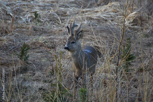 Fototapeta Koziołek