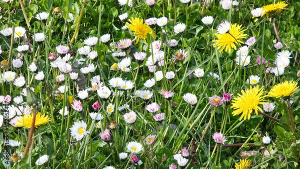 Obraz Flores silvestres