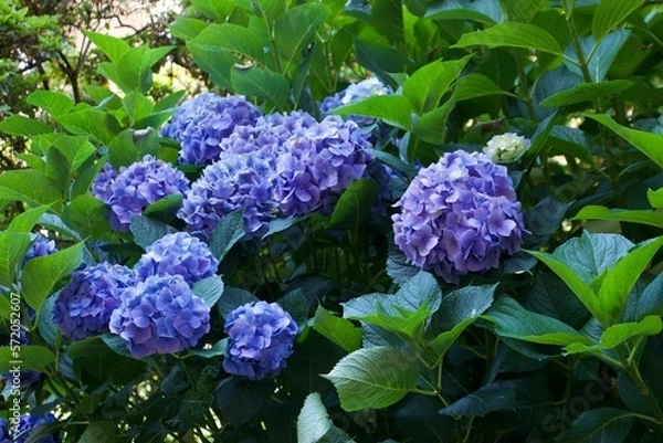 Obraz Hortensias 