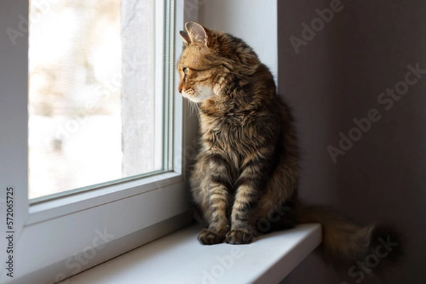 Obraz brown domestic cat looks out the window and misses