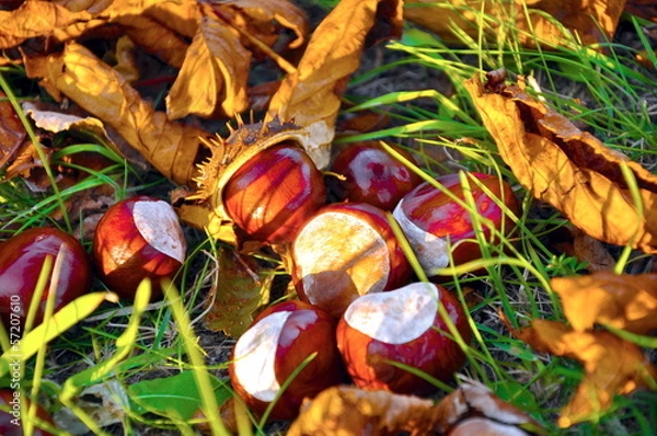 Obraz conkers