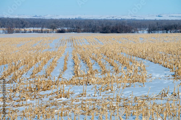 Obraz corn field in the snow