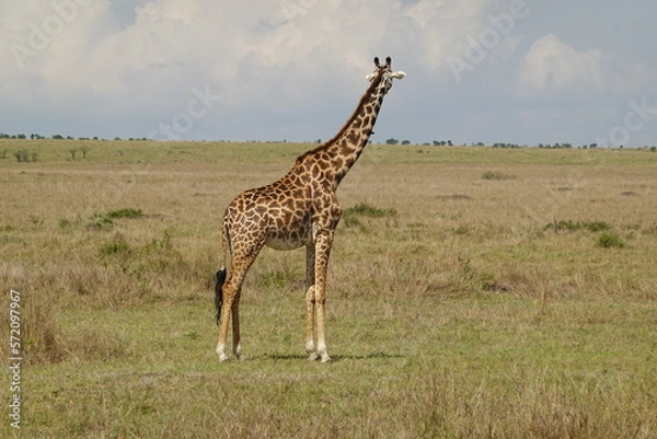 Obraz Kenya - Savannah - Giraffe