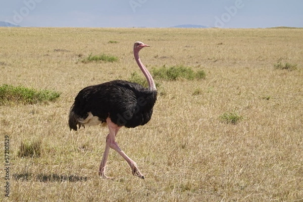 Obraz Kenya - Savannah - Ostrich