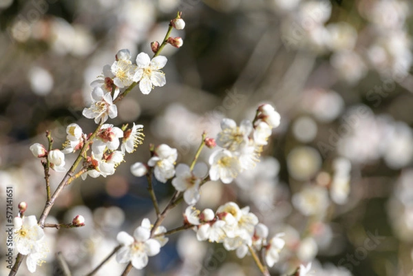 Fototapeta 梅の木