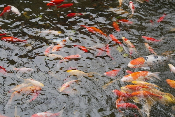 Obraz 池いっぱいに泳ぐ鯉の群れ
