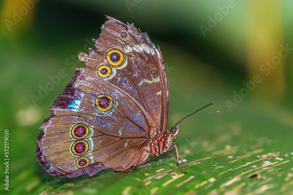 Obraz A wild butterfly in the Amazon rainforest (Common Morpho)