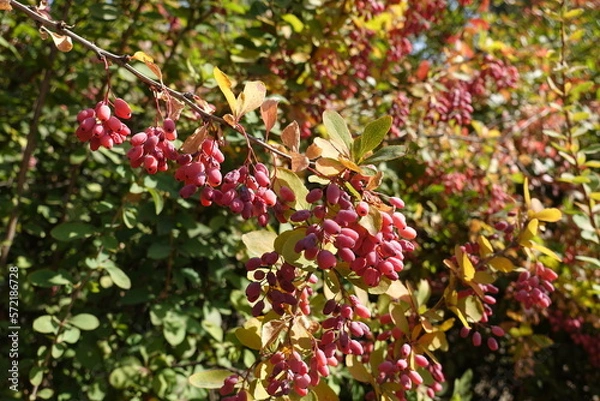 Fototapeta A lot of red berries of common barberry in September