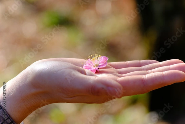 Fototapeta 満開の赤や白の梅の花と木