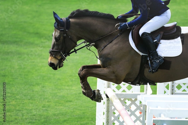 Obraz Braunes Pferd im Sprung