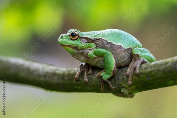 Fototapeta Żabka na gałęzi
