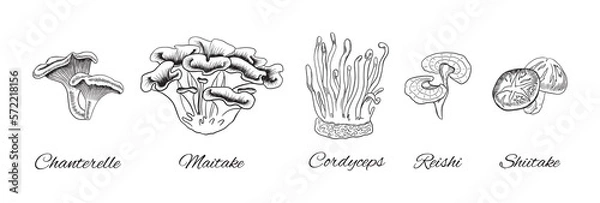 Obraz Hand drawn medical mushrooms collection. Chanterelle sketched art. Maitake and reishi doodle. Cordyceps and shiitake vector illustration.