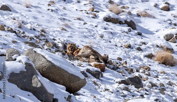 Fototapeta snow leopard after a hunt