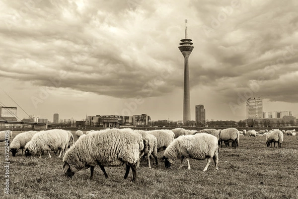 Fototapeta Flock of sheep grazing with the view to modern buldings of Dusseldorf Hafen