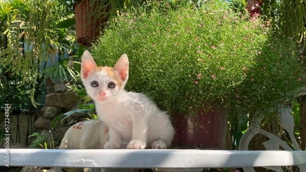 Obraz Close-up of a little kitten with flowers in the garden