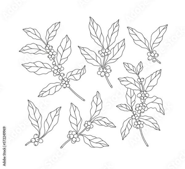 Fototapeta Hand-drawn line illustration set of coffee tree branches. Coffee beans.
