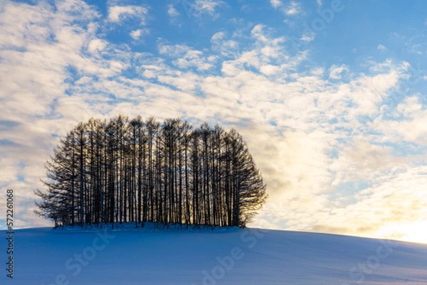 Obraz 冬のマイルドセブンの丘　北海道・美瑛冬の観光