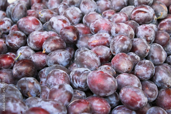 Obraz Pflaumenpracht