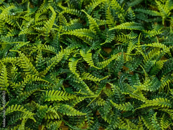 Obraz Textura planta