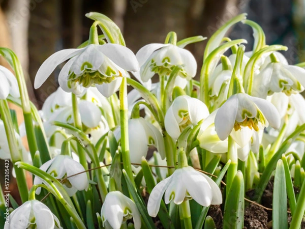Fototapeta gefüllte Schneeglöckchen
