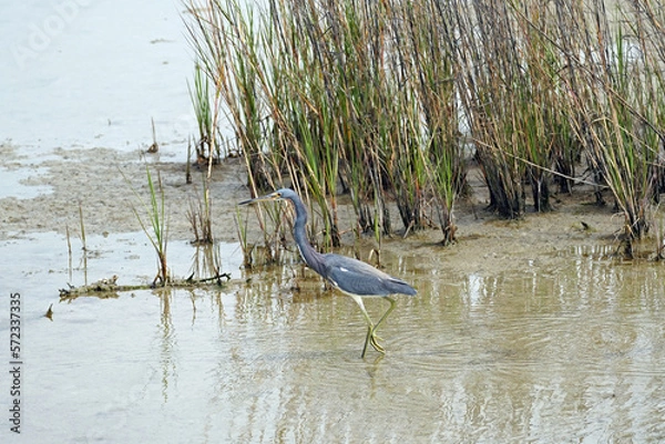 Fototapeta Tricolored Heron in Salt Marsh