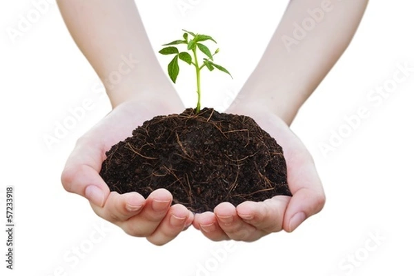 Obraz Sapling on pile on hand 2