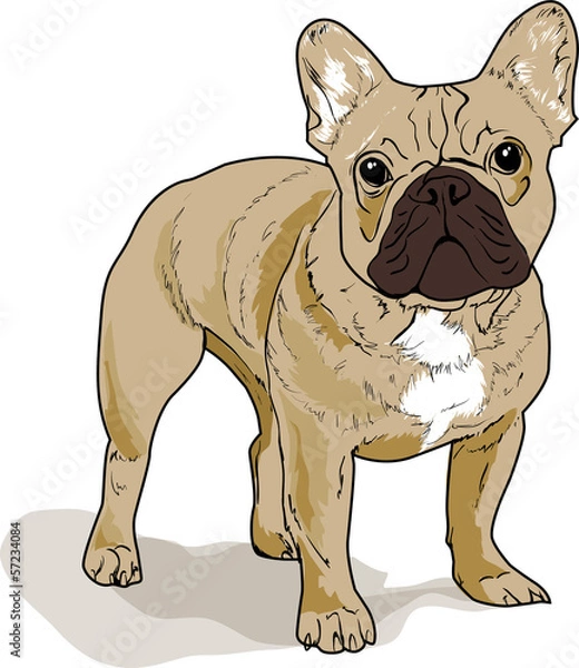 Obraz бульдог