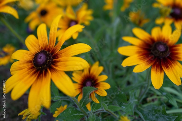 Obraz Blackeye Susans2