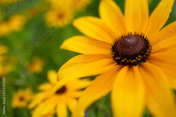 Obraz Blackeye Susans6