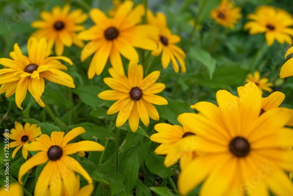 Obraz Blackeye Susans9