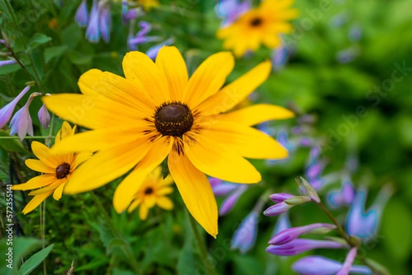 Fototapeta Blackeye Susans11