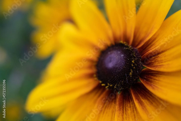 Obraz Blackeye Susans22