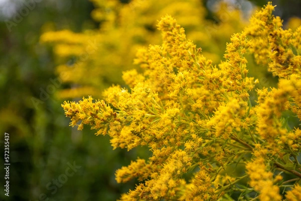Obraz Golden Rod